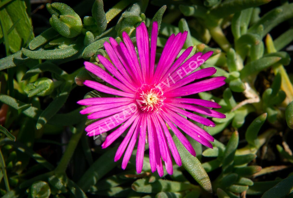 Kosmatec Cooperův - Delosperma cooperi