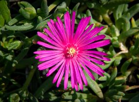 Kosmatec Cooperův - Delosperma cooperi
