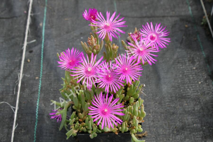 Kosmatec Cooperův - Delosperma cooperi