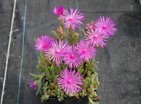 Kosmatec Cooperův - Delosperma cooperi