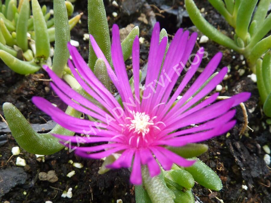 Kosmatec Cooperův - Delosperma cooperi