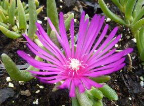 Kosmatec Cooperův - Delosperma cooperi