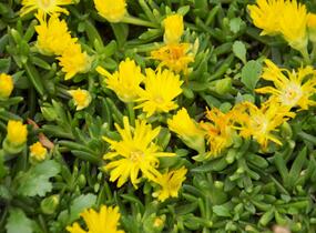 Kosmatec - Delosperma congestum