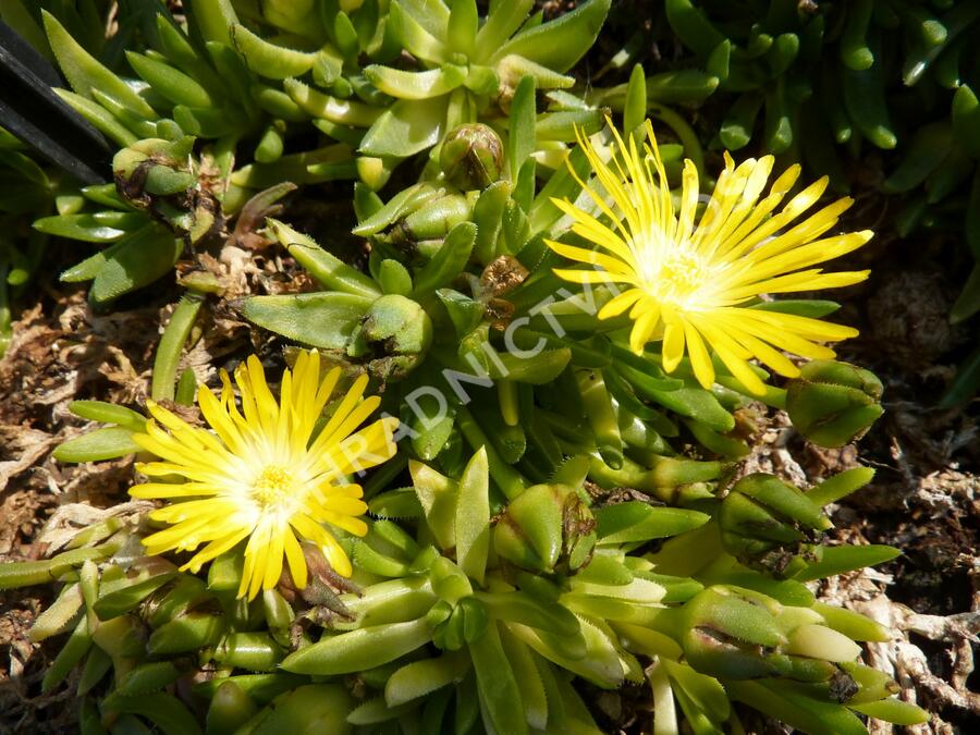 Kosmatec - Delosperma congestum