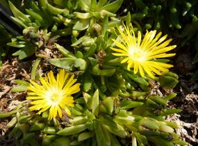 Kosmatec - Delosperma congestum
