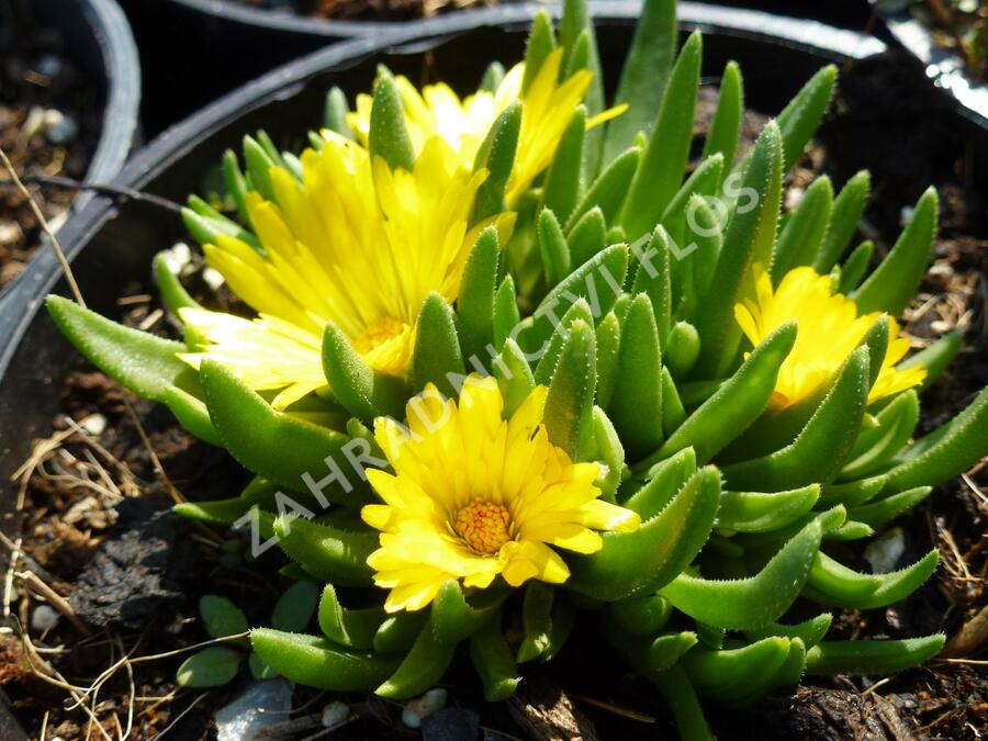 Kosmatec - Delosperma congestum