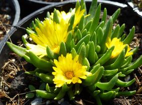 Kosmatec - Delosperma congestum