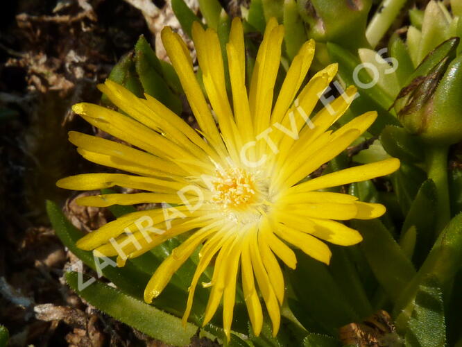 Kosmatec - Delosperma congestum