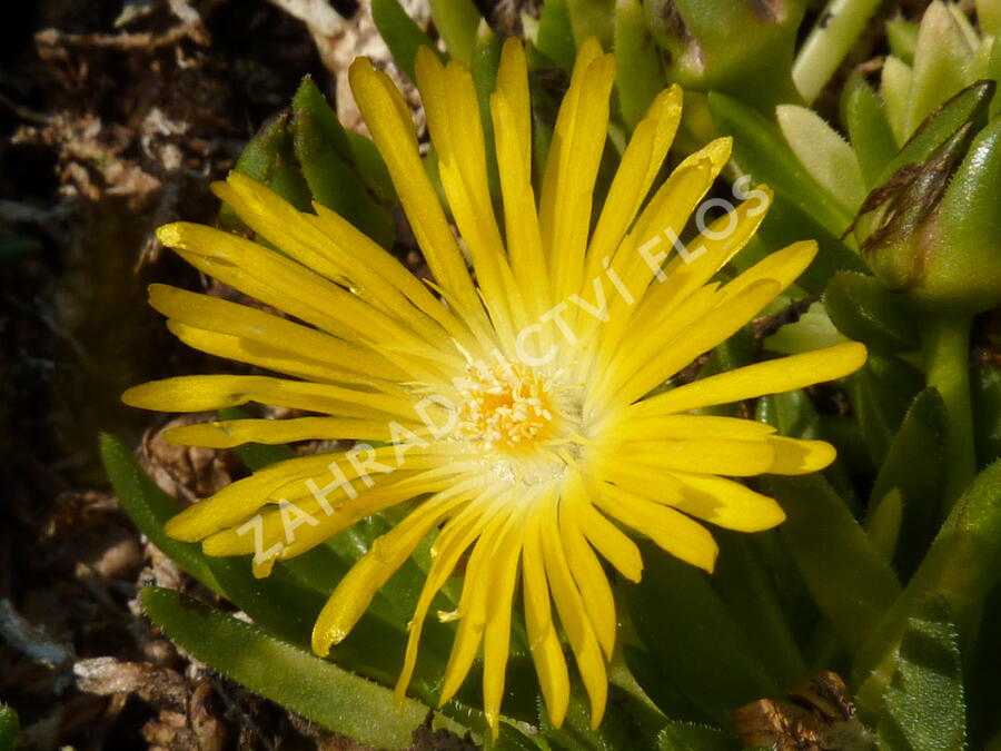 Kosmatec - Delosperma congestum