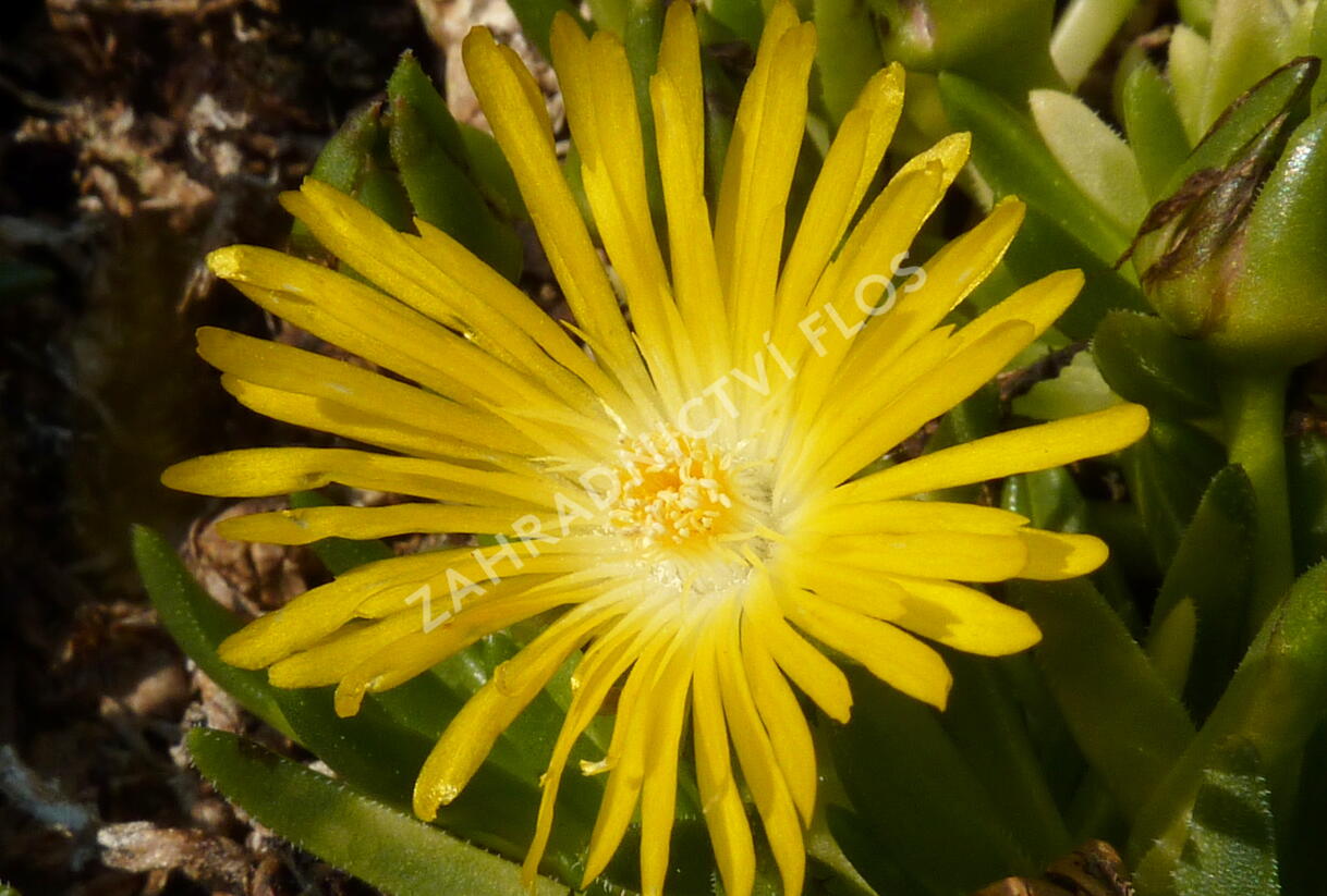 Kosmatec - Delosperma congestum