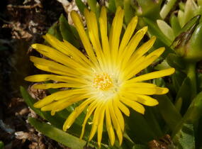 Kosmatec - Delosperma congestum