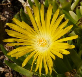 Kosmatec - Delosperma congestum