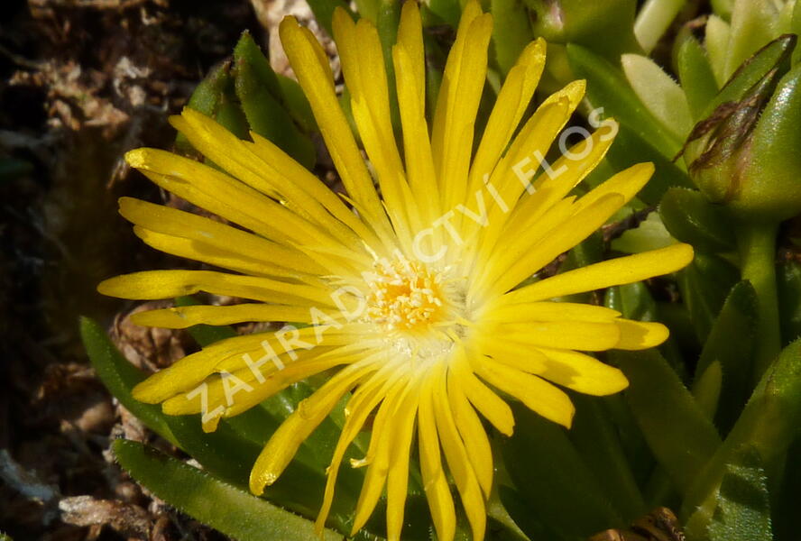 Kosmatec - Delosperma congestum