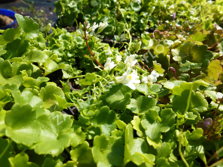 Zvěšinec bledý 'Albiflora' - Cymbalaria pallida 'Albiflora'