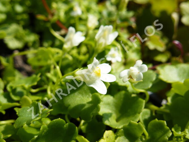 Zvěšivec bledý 'Albiflora' - Cymbalaria pallida 'Albiflora'