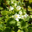 Zvěšivec bledý 'Albiflora' - Cymbalaria pallida 'Albiflora'