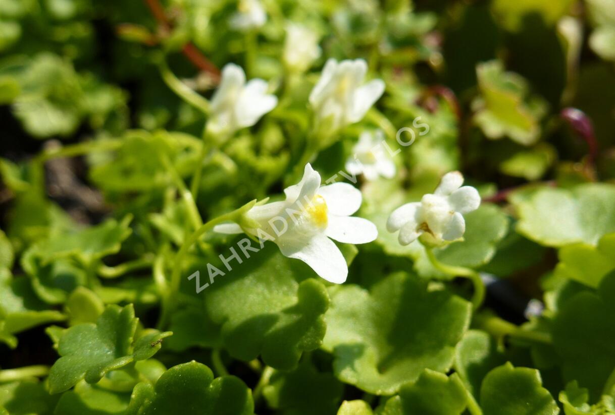 Zvěšinec bledý 'Albiflora' - Cymbalaria pallida 'Albiflora'