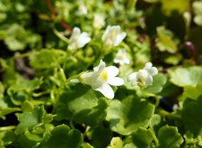 Zvěšinec bledý 'Albiflora' - Cymbalaria pallida 'Albiflora'
