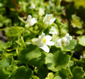 Zvěšinec bledý 'Albiflora' - Cymbalaria pallida 'Albiflora'