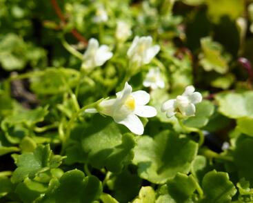 Zvěšinec bledý 'Albiflora'