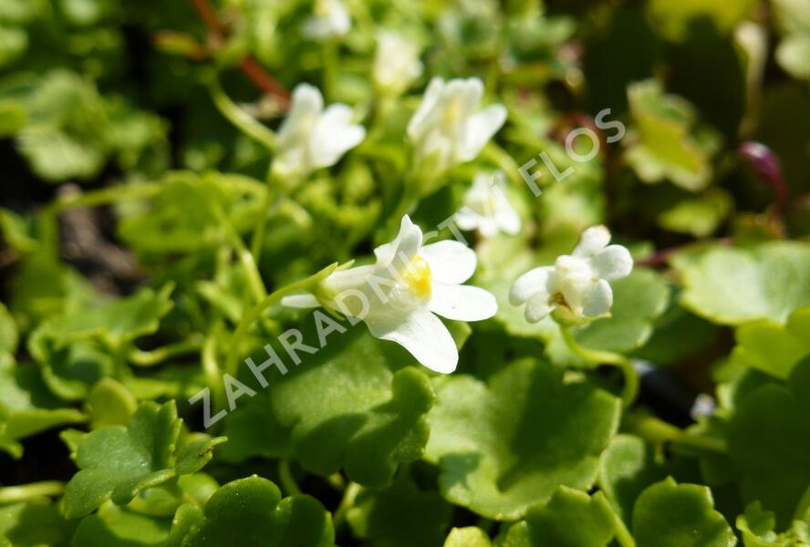 Zvěšinec bledý 'Albiflora' - Cymbalaria pallida 'Albiflora'