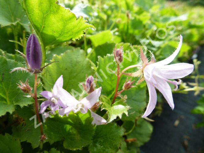 Zvonek Poscharkův 'Lisduggan' - Campanula poscharskyana 'Lisduggan'