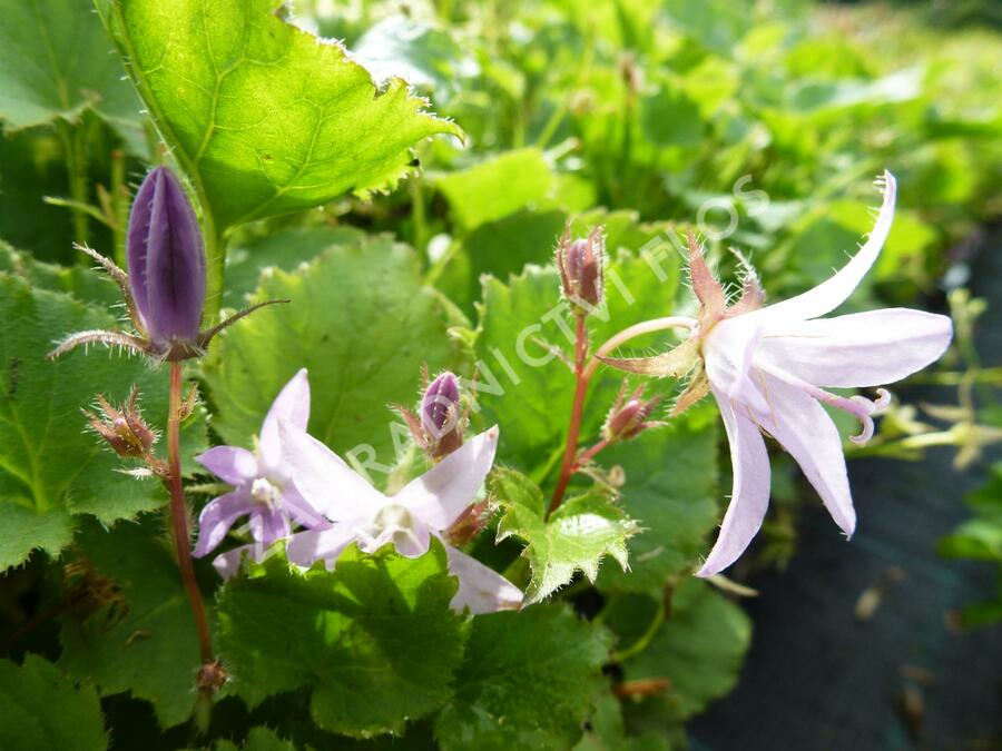 Zvonek Poscharkův 'Lisduggan' - Campanula poscharskyana 'Lisduggan'