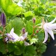 Zvonek Poscharkův 'Lisduggan' - Campanula poscharskyana 'Lisduggan'