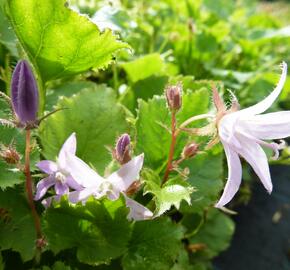 Zvonek Poscharkův 'Lisduggan' - Campanula poscharskyana 'Lisduggan'