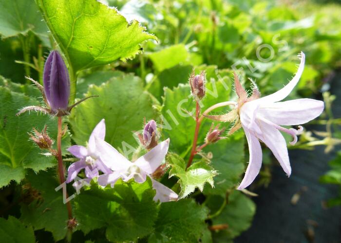 Zvonek Poscharkův 'Lisduggan' - Campanula poscharskyana 'Lisduggan'