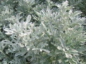 Pelyněk stříbřitý 'Boughton Silver' - Artemisia stelleriana 'Boughton Silver'