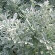 Pelyněk stříbřitý 'Boughton Silver' - Artemisia stelleriana 'Boughton Silver'