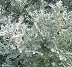 Pelyněk stříbřitý 'Boughton Silver' - Artemisia stelleriana 'Boughton Silver'