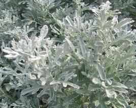 Pelyněk stříbřitý 'Boughton Silver'