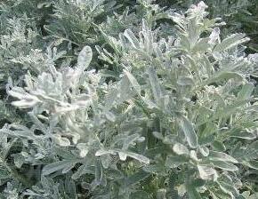 Pelyněk stříbřitý 'Boughton Silver' - Artemisia stelleriana 'Boughton Silver'