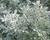 Pelyněk stříbřitý 'Boughton Silver'