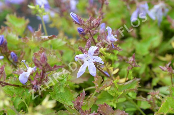 Zvonek Poschartův 'Blauranke' - Campanula poscharskyana 'Blauranke'