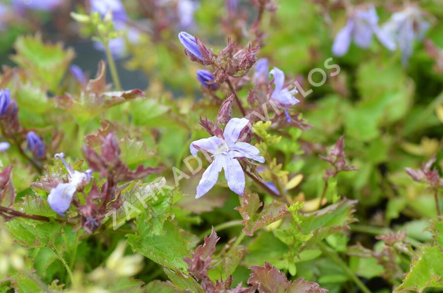 Zvonek Poschartův 'Blauranke' - Campanula poscharskyana 'Blauranke'