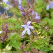 Zvonek Poschartův 'Blauranke' - Campanula poscharskyana 'Blauranke'