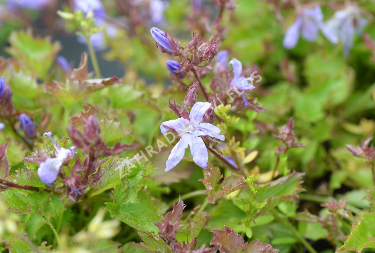 Zvonek Poschartův 'Blauranke' - Campanula poscharskyana 'Blauranke'