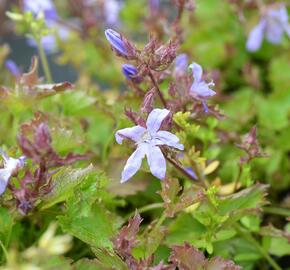 Zvonek Poschartův 'Blauranke' - Campanula poscharskyana 'Blauranke'