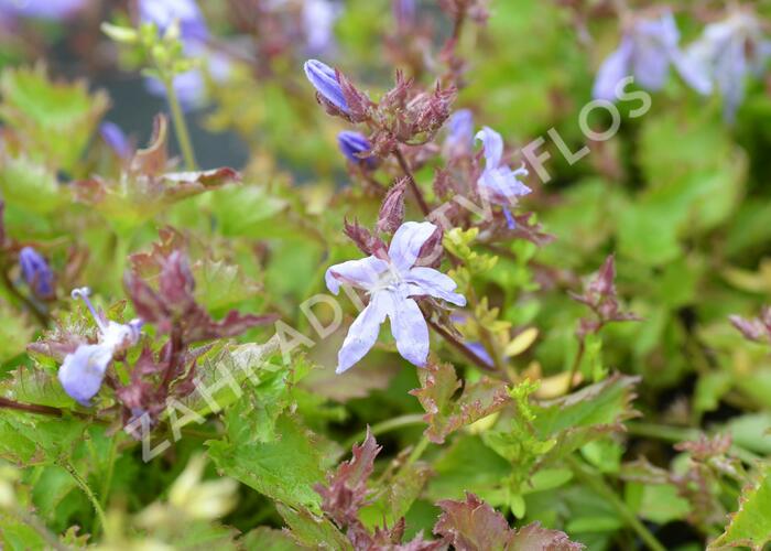 Zvonek Poschartův 'Blauranke' - Campanula poscharskyana 'Blauranke'