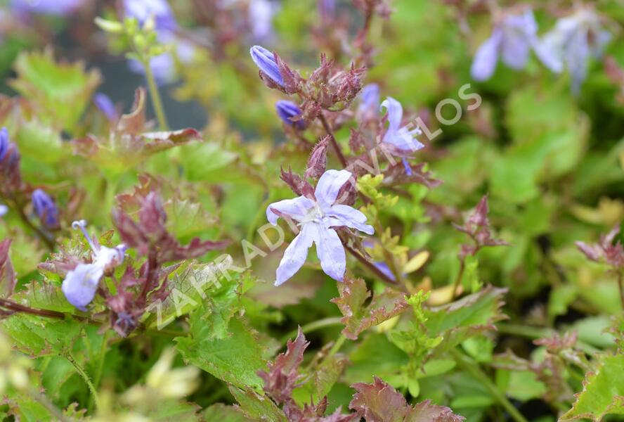 Zvonek Poschartův 'Blauranke' - Campanula poscharskyana 'Blauranke'