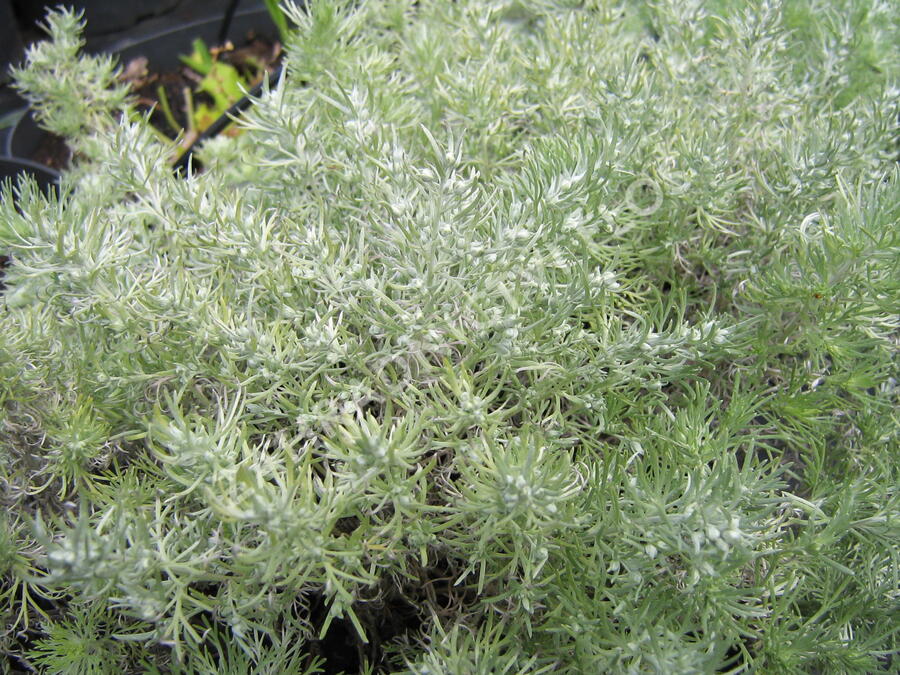 Pelyněk Schmidtův 'Nana' - Artemisia schmidtiana 'Nana'