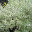 Pelyněk Schmidtův 'Nana' - Artemisia schmidtiana 'Nana'