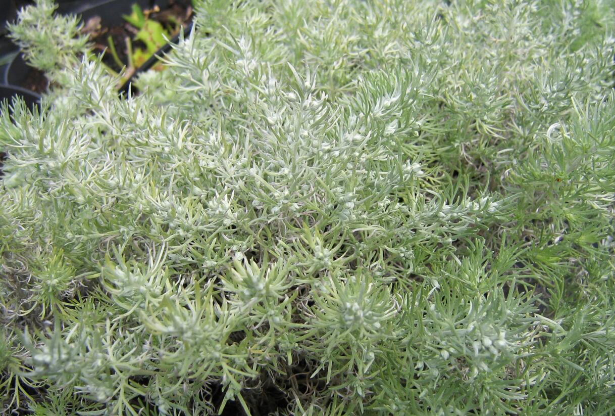 Pelyněk Schmidtův 'Nana' - Artemisia schmidtiana 'Nana'