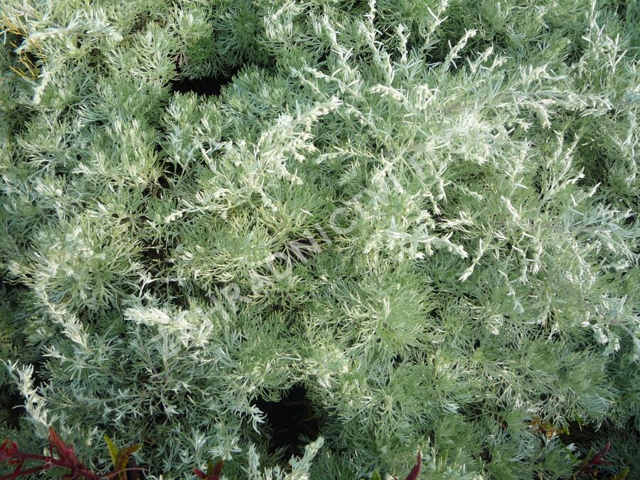 Pelyněk Schmidtův 'Nana' - Artemisia schmidtiana 'Nana'