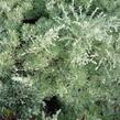 Pelyněk Schmidtův 'Nana' - Artemisia schmidtiana 'Nana'