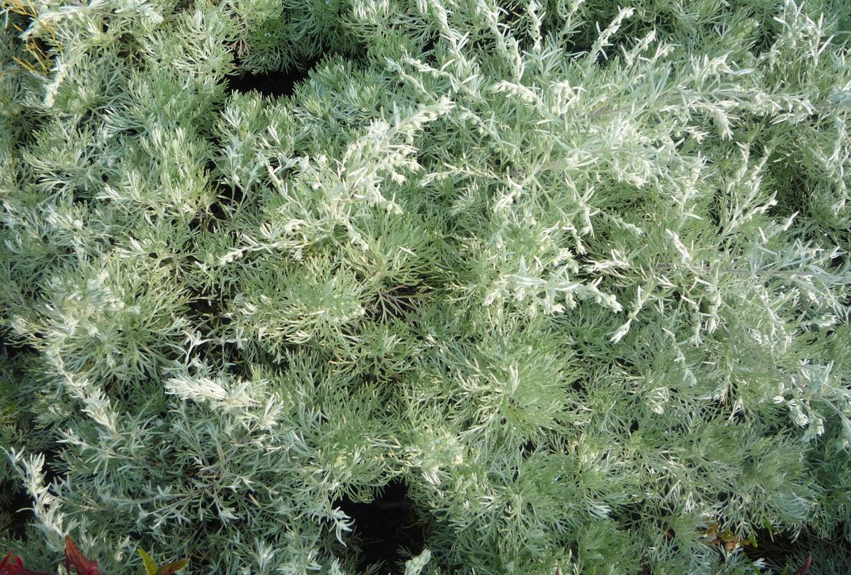 Pelyněk Schmidtův 'Nana' - Artemisia schmidtiana 'Nana'