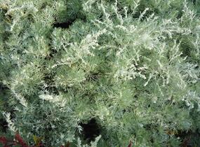 Pelyněk Schmidtův 'Nana' - Artemisia schmidtiana 'Nana'